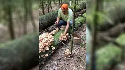 Белорусы назвали место, где пошли особые опята — «Таких лет 10 не собирали»