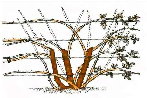 Не забудьте сделать это с розами в сентябре. 5 процедур усилят цветение в следующем году