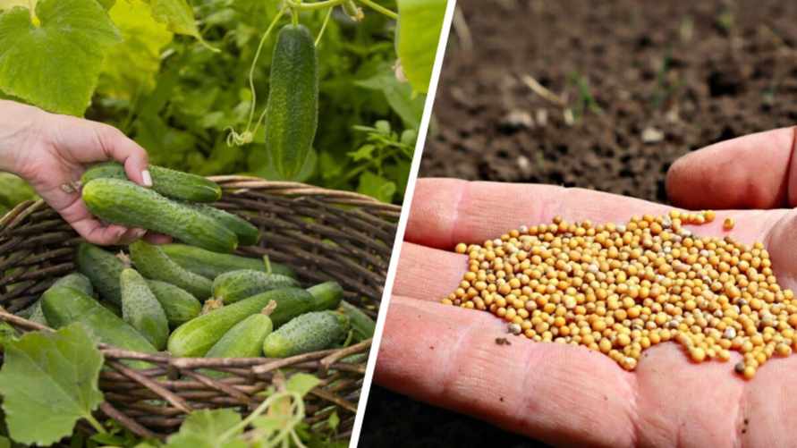 Посейте на месте огурцов эти 4 растения в сентябре. Урожай получится небывалым в следующем году