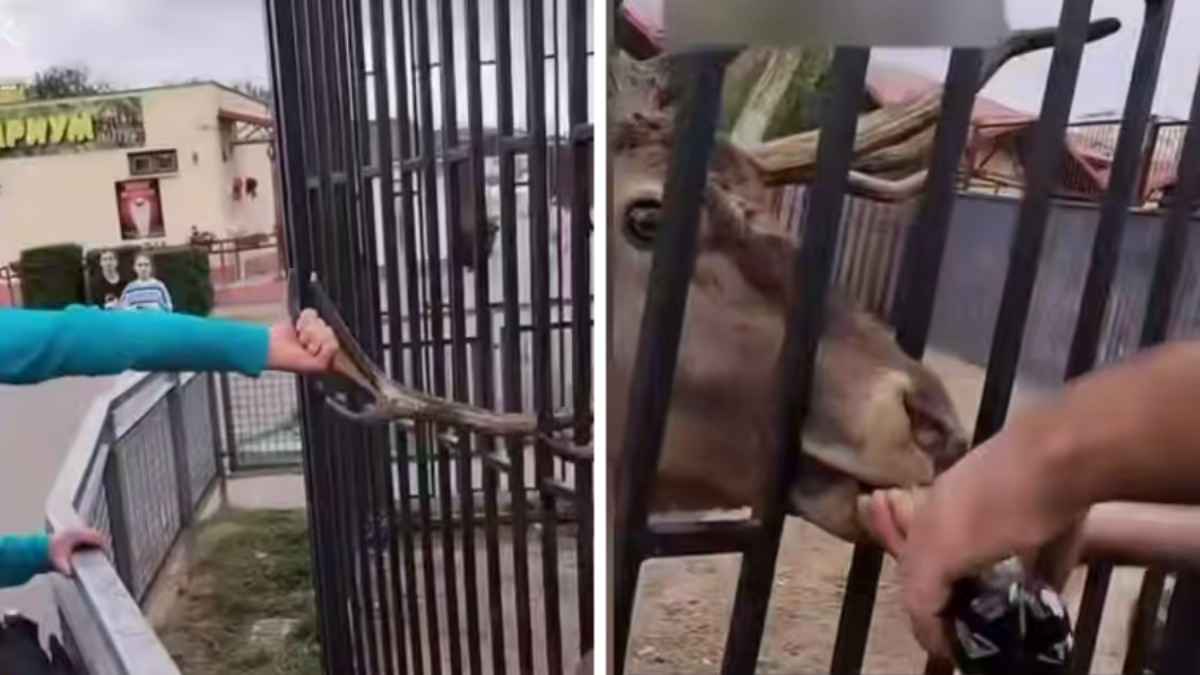 Суд в Минске назначил наказание мужчинам, таскавшим оленя за рога и поившим его колой