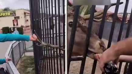 Суд в Минске назначил наказание мужчинам, таскавшим оленя за рога и поившим его колой