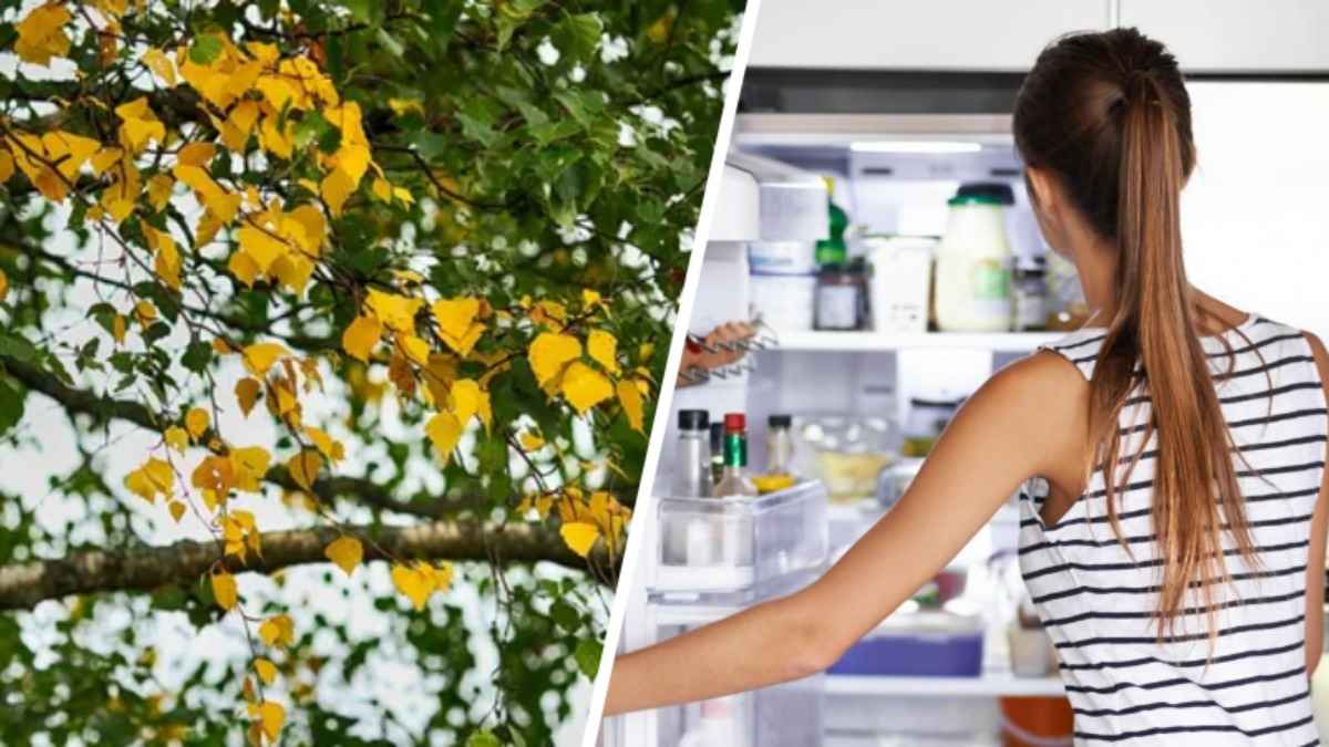 Врач назвала продукты, специи и экстракты, которые осенью нужны всем белорусам. Что поможет от омикрона "ниндзя"?