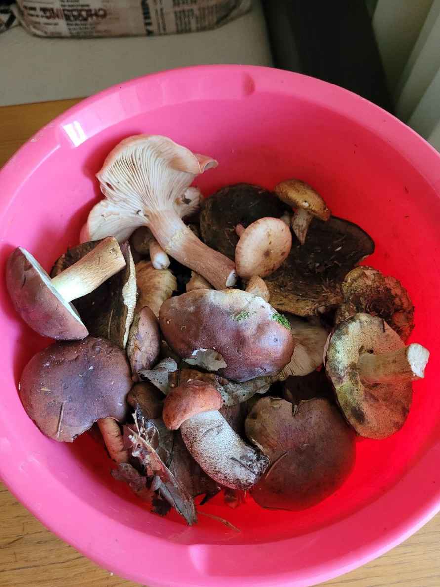 Белорусские грибники объявили начало второй волны «золотых» боровиков. Где уже берут полными корзинами?