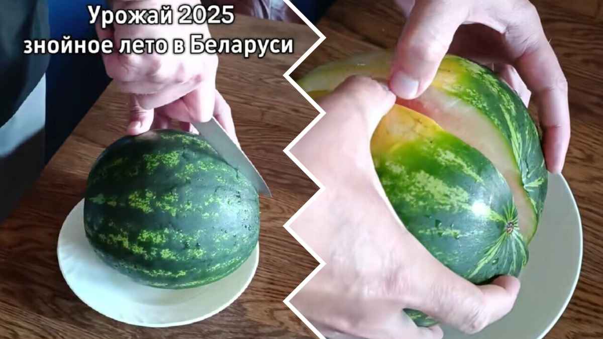 Белоруска показала «обидный» урожай арбузов. В комментариях тут же похвастались своим