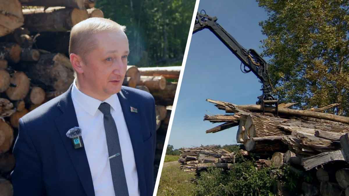 В КГК назвали количество сгнившей древесины, которую не вывезли из лесов Беларуси