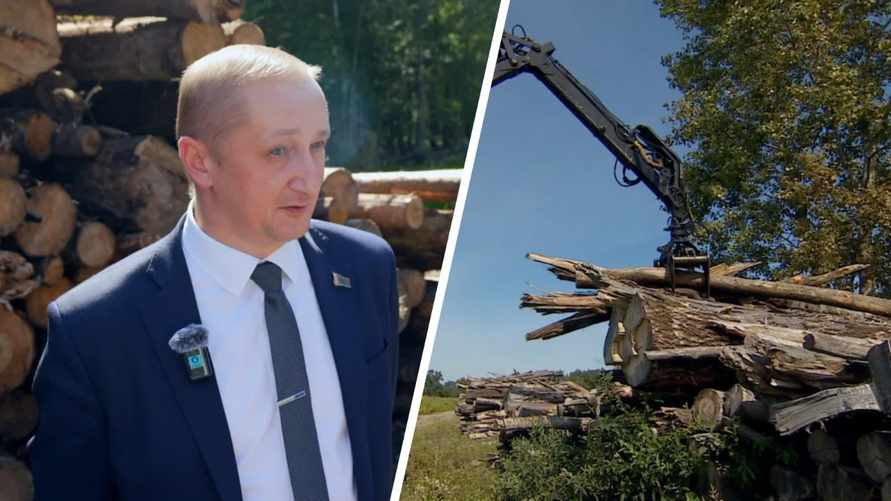 В КГК назвали количество сгнившей древесины, которую не вывезли из лесов Беларуси