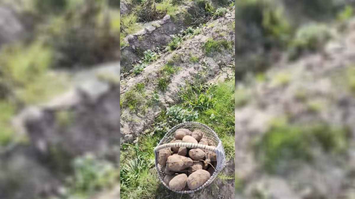 "Можно хоть все поле перекопать" - Белорусам предложили картошку даром. Где и почему?