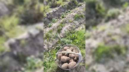 «Можно хоть все поле перекопать» — Белорусам предложили картошку даром. Где и почему?