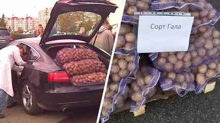 Где белорусам купить картошку за 70 копеек? Сравнили цены на ярмарках, в Сети и магазинах