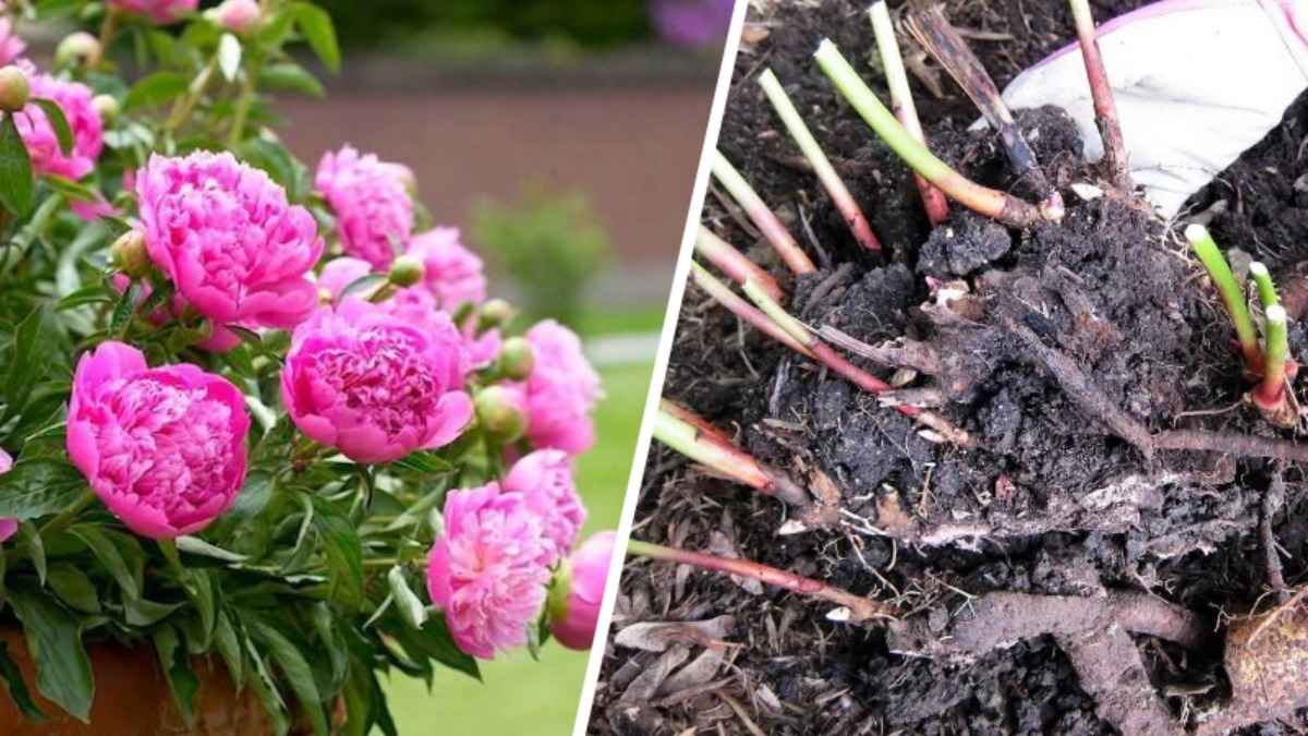 Положите под куст пиона этот продукт при посадке (пересадке) осенью. Пышное цветение гарантировано