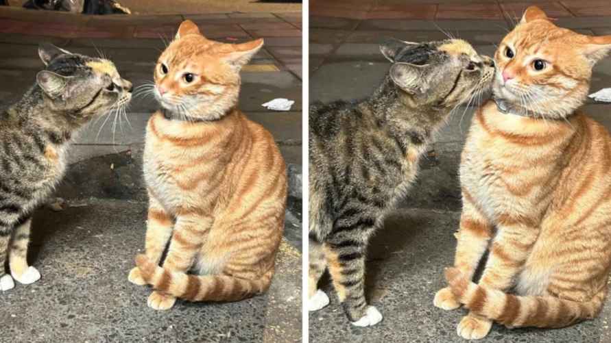 Эти 15 забавных котов заставили интернет умиляться и смеяться в голос
