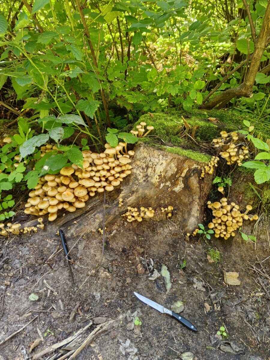 Лезут, родненькие — Белорусы показали, какие грибы собрали в первые дни осени. Где нашли россыпь опят?