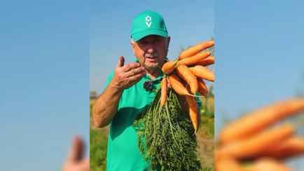 Почему морковь не хранится? Эксперт объяснил, как избежать 3 самых частых ошибок