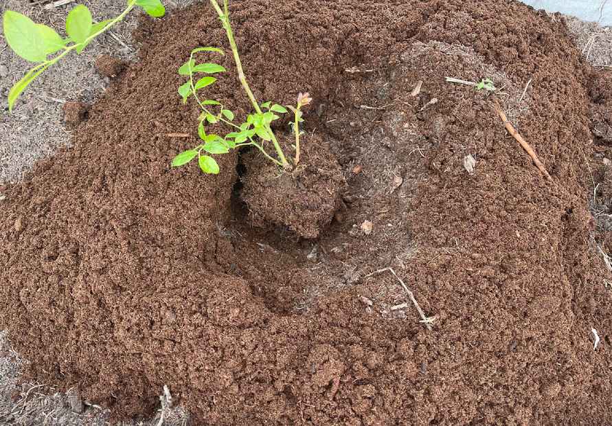 Как правильно посадить голубику осенью, чтобы собирать килограммы ягод? Избегайте этих 5 ошибок