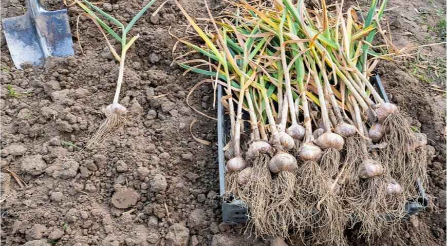 Чеснок не испортится до следующего лета, если сделаете так. Зачем нужна соль?