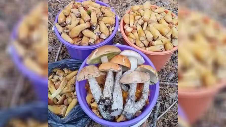 "Боровиков 580 штук" - Белорусы поделились уловом в лесах в сентябре. Где растут?