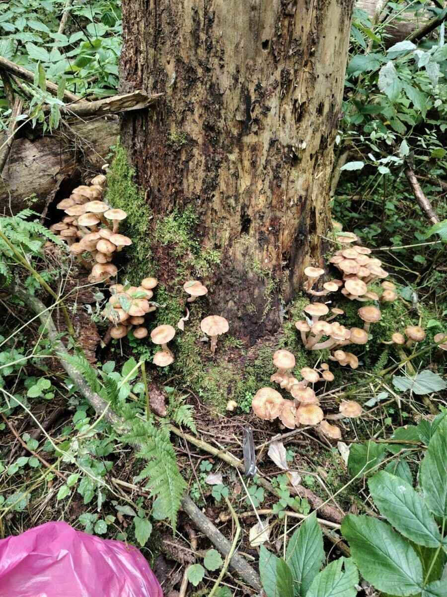 Лезут, родненькие — Белорусы показали, какие грибы собрали в первые дни осени. Где нашли россыпь опят?