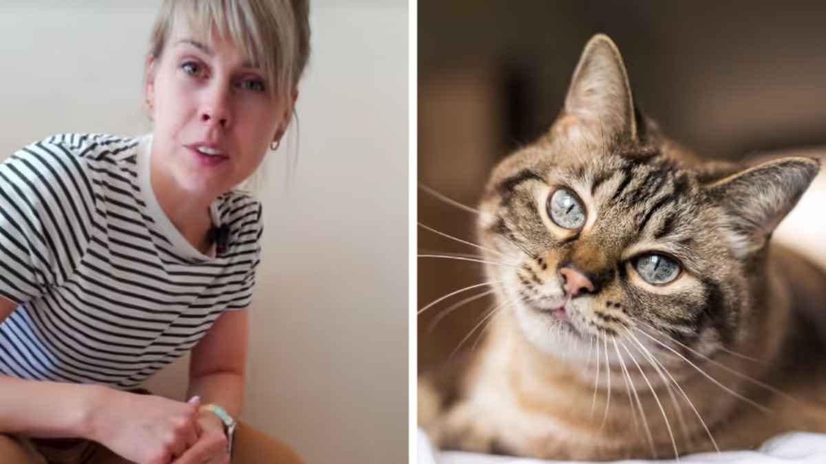 Ветеринар посоветовала владельцам кошек поставить в доме таз. Мнения кошатников разделились