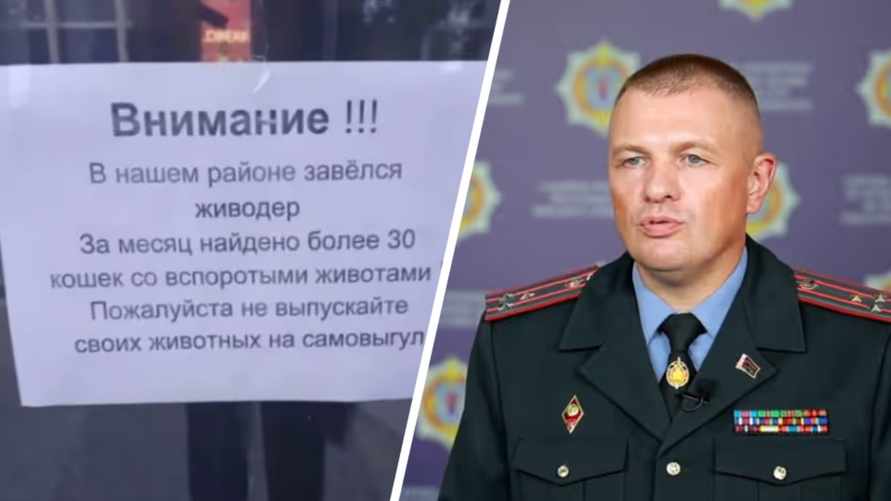 В милиции отчитались о вскрытии растерзанных котов в Минске. Кто "вероятный преступник"?