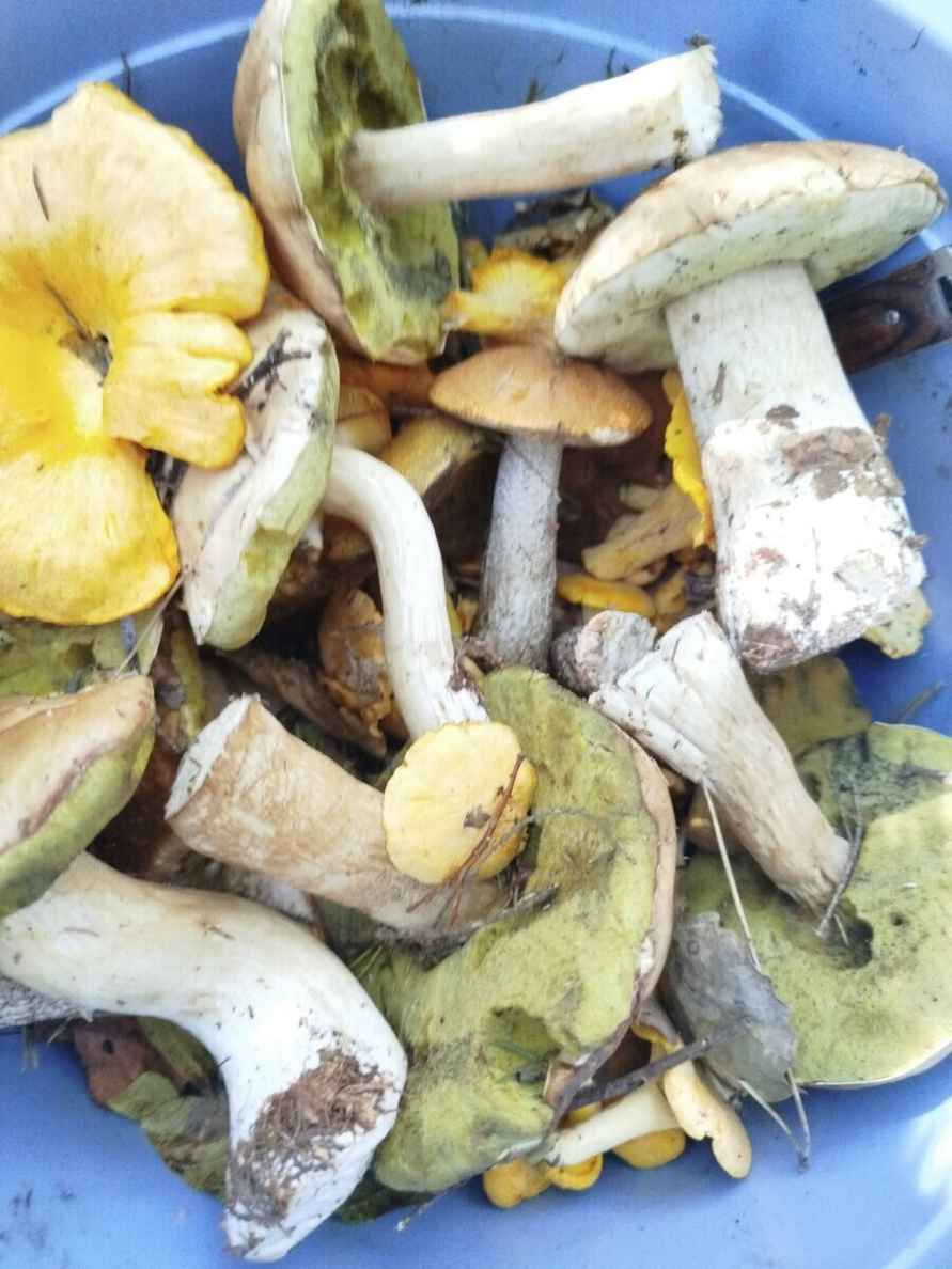 Лезут, родненькие — Белорусы показали, какие грибы собрали в первые дни осени. Где нашли россыпь опят?