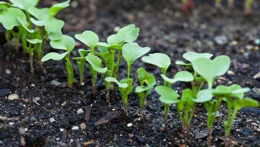 Посейте на месте огурцов эти 4 растения в сентябре. Урожай получится небывалым в следующем году