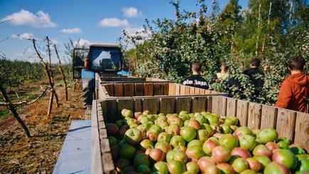 Минсельхозпрод пообещал белорусам картошки на 30% больше. А что с яблоками и овощами?