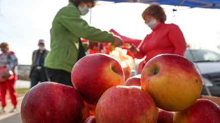 Подорожают ли яблоки в Беларуси? Стало известно, как упал урожай в 2025 году