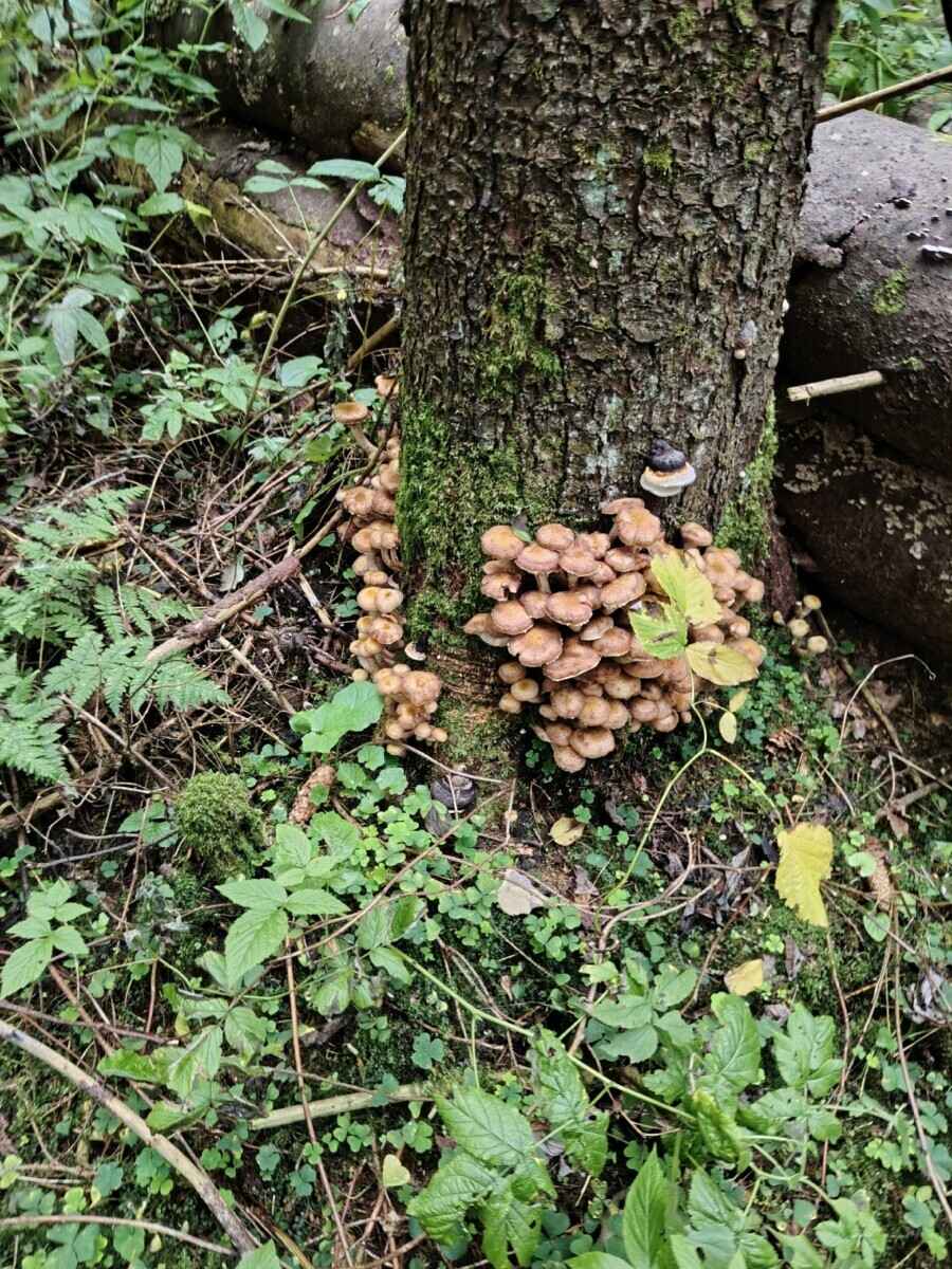 Лезут, родненькие — Белорусы показали, какие грибы собрали в первые дни осени. Где нашли россыпь опят?
