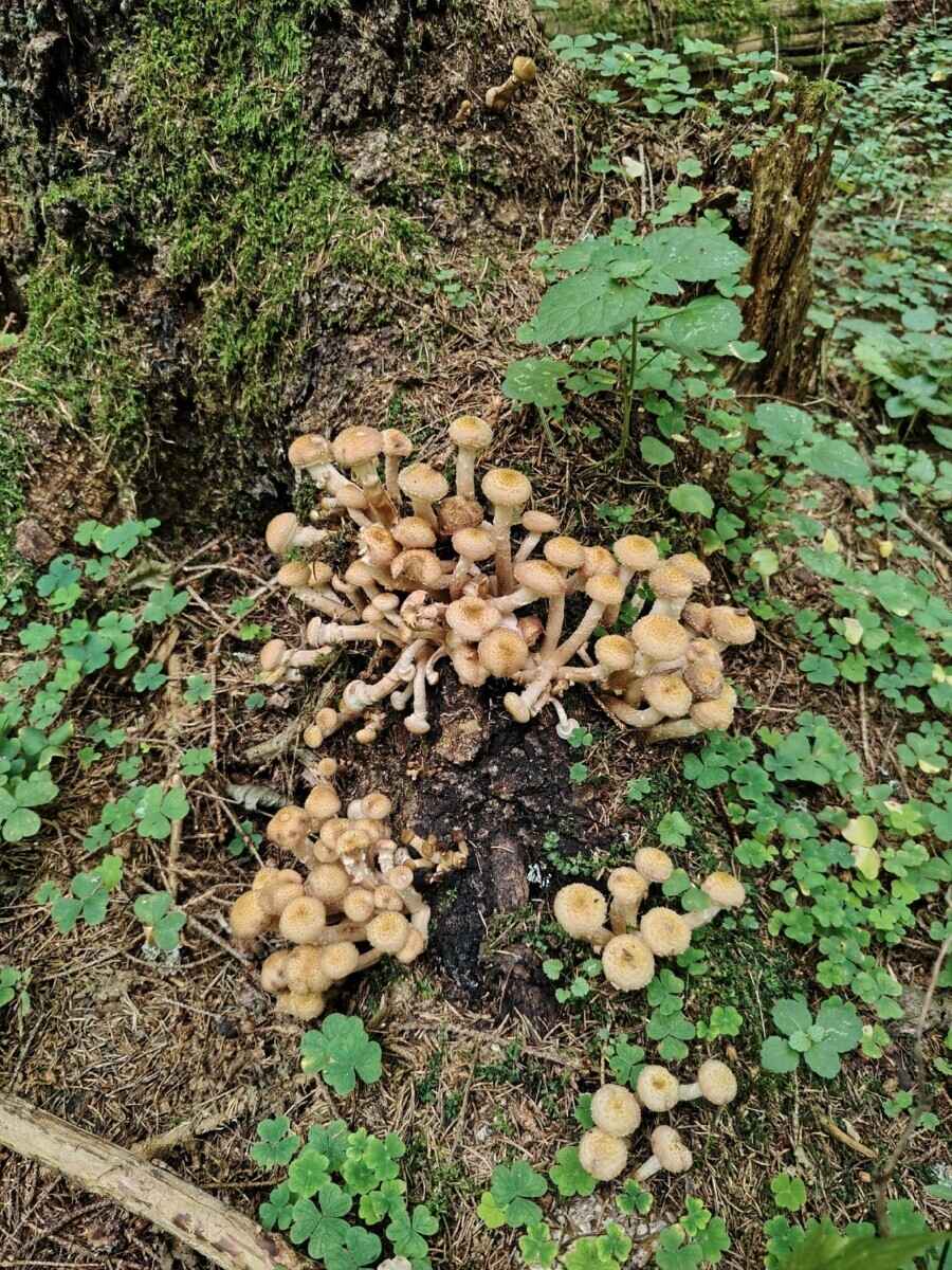 Лезут, родненькие — Белорусы показали, какие грибы собрали в первые дни осени. Где нашли россыпь опят?