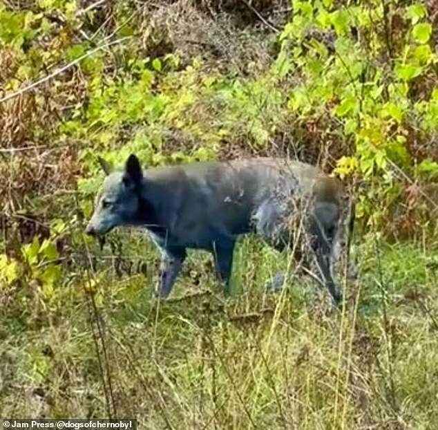 В Чернобыльской зоне обнаружили ярко-синих собак