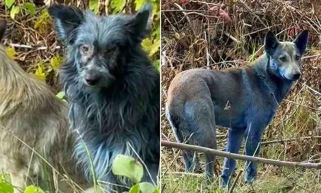 В Чернобыльской зоне обнаружили ярко-синих собак