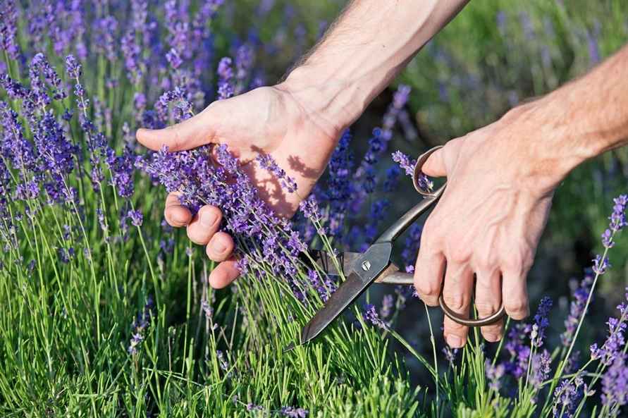 Эти 5 видов растений белорусам посоветовали не обрезать осенью – «Не зацветут и даже погибнут!»