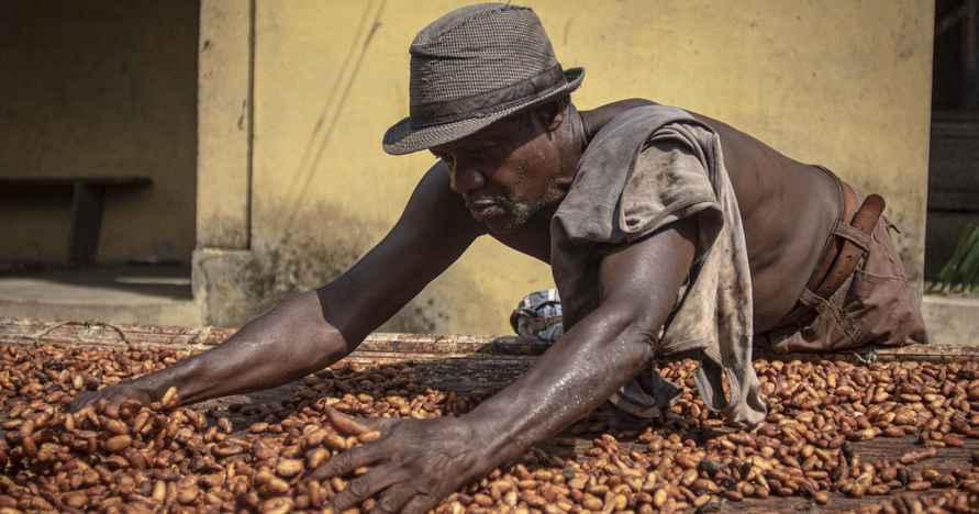 Биржевые цены на какао упали на 40%. Ждать ли белорусам падения цен на шоколад?