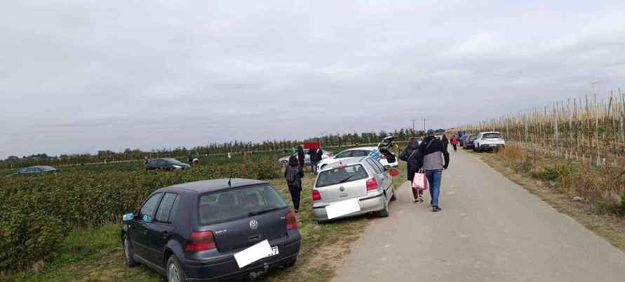 Польские фермеры начали массово бесплатно раздавать свой урожай