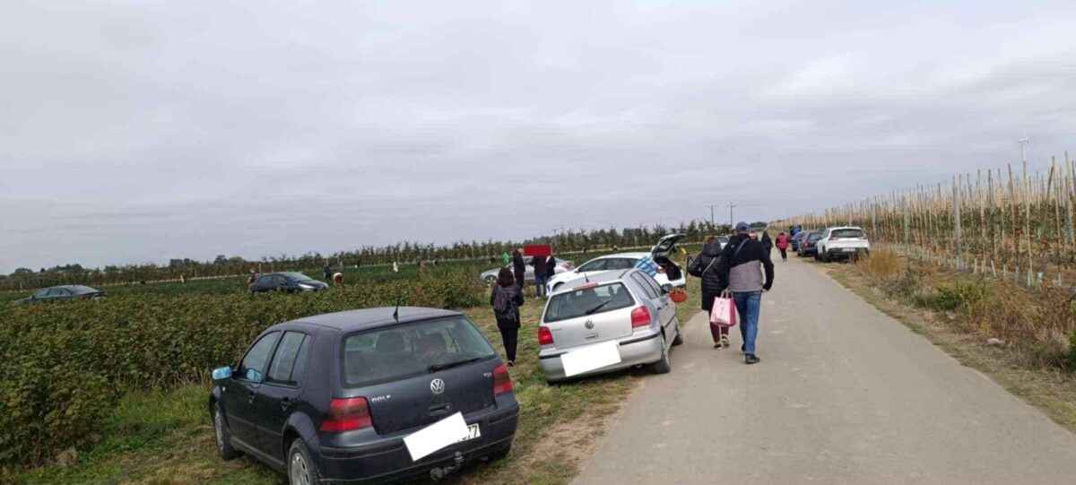 Польские фермеры начали массово бесплатно раздавать свой урожай