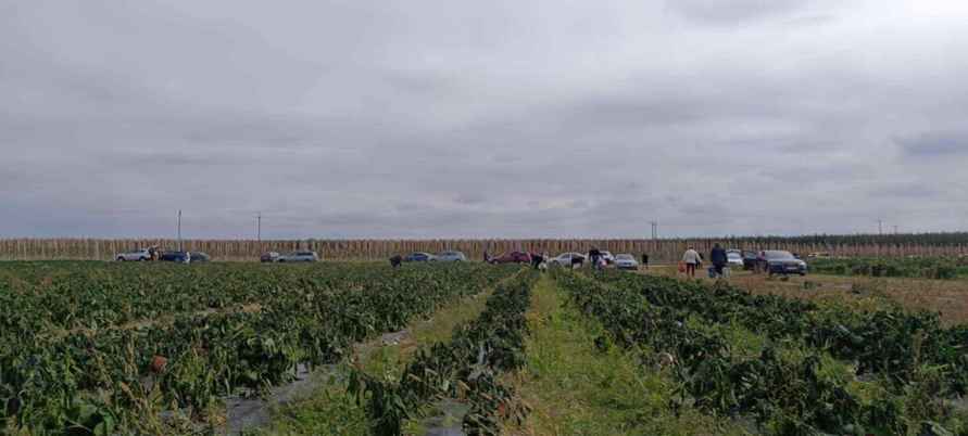 Польские фермеры начали массово бесплатно раздавать свой урожай