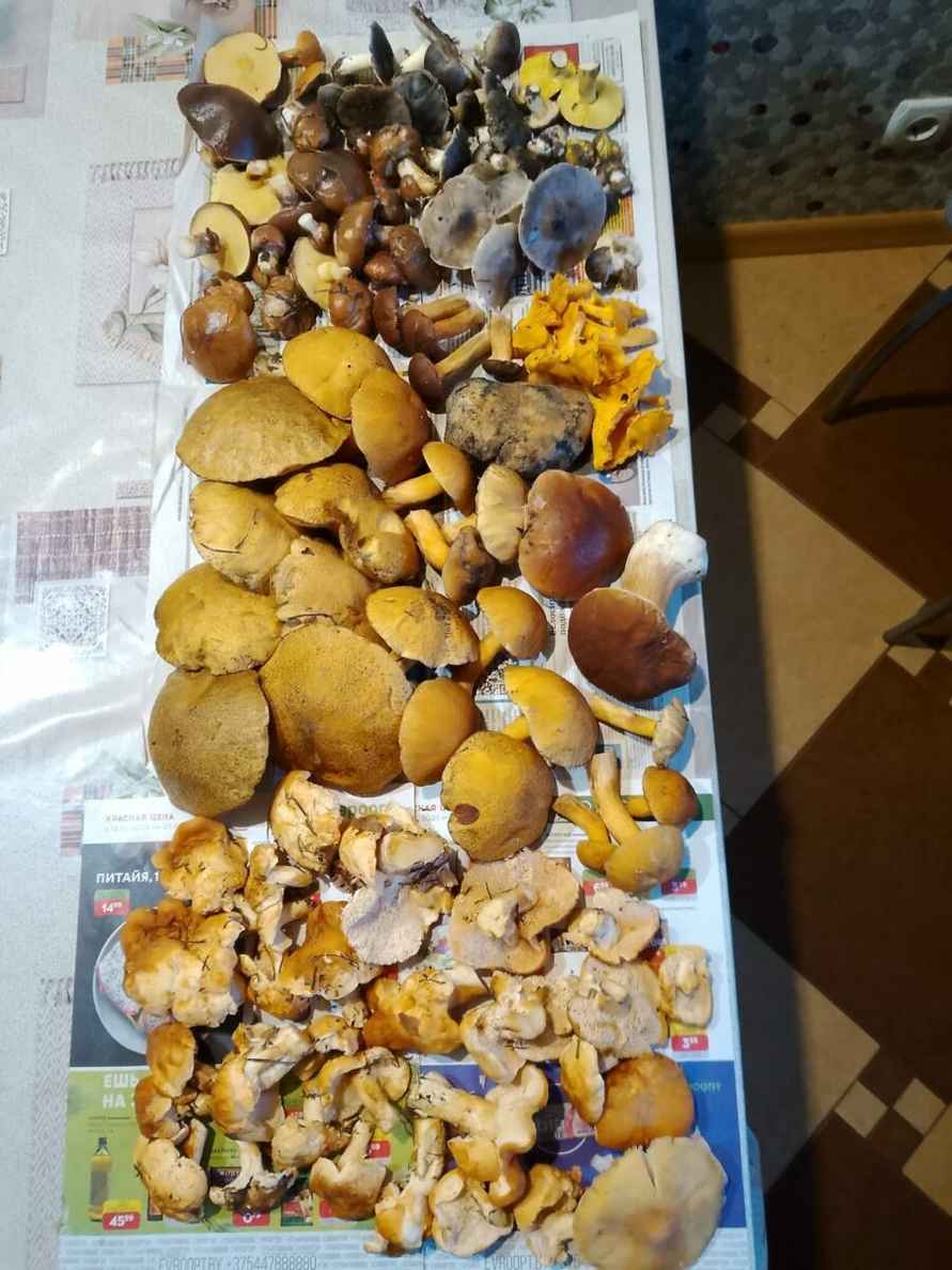 Белорусы показали, где в конце октября вывозят багажниками «самые вкусные грибочки»