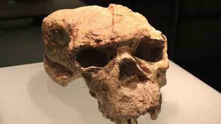 Череп возрастом миллион лет может переписать историю человечества? Учёные сделали неожиданное открытие