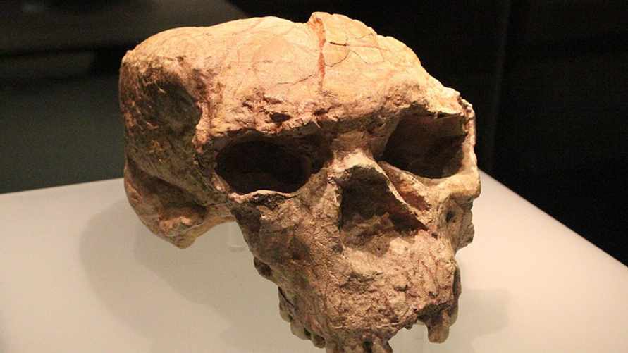 Череп возрастом миллион лет может переписать историю человечества? Учёные сделали неожиданное открытие