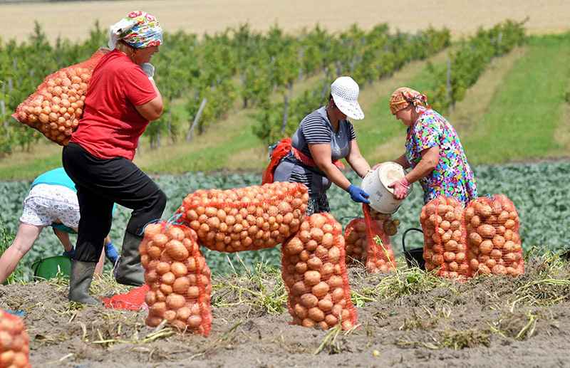 В Беларуси установили максимальные оптовые цены на картошку и овощи