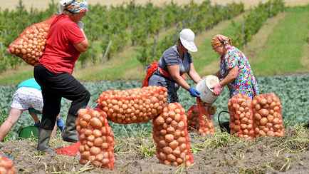 В Беларуси установили максимальные оптовые цены на картошку и овощи