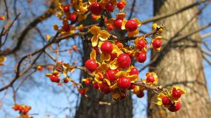 Штраф до 200 000 евро. Евросоюз ввел штрафы за выращивание популярного декоративного растения
