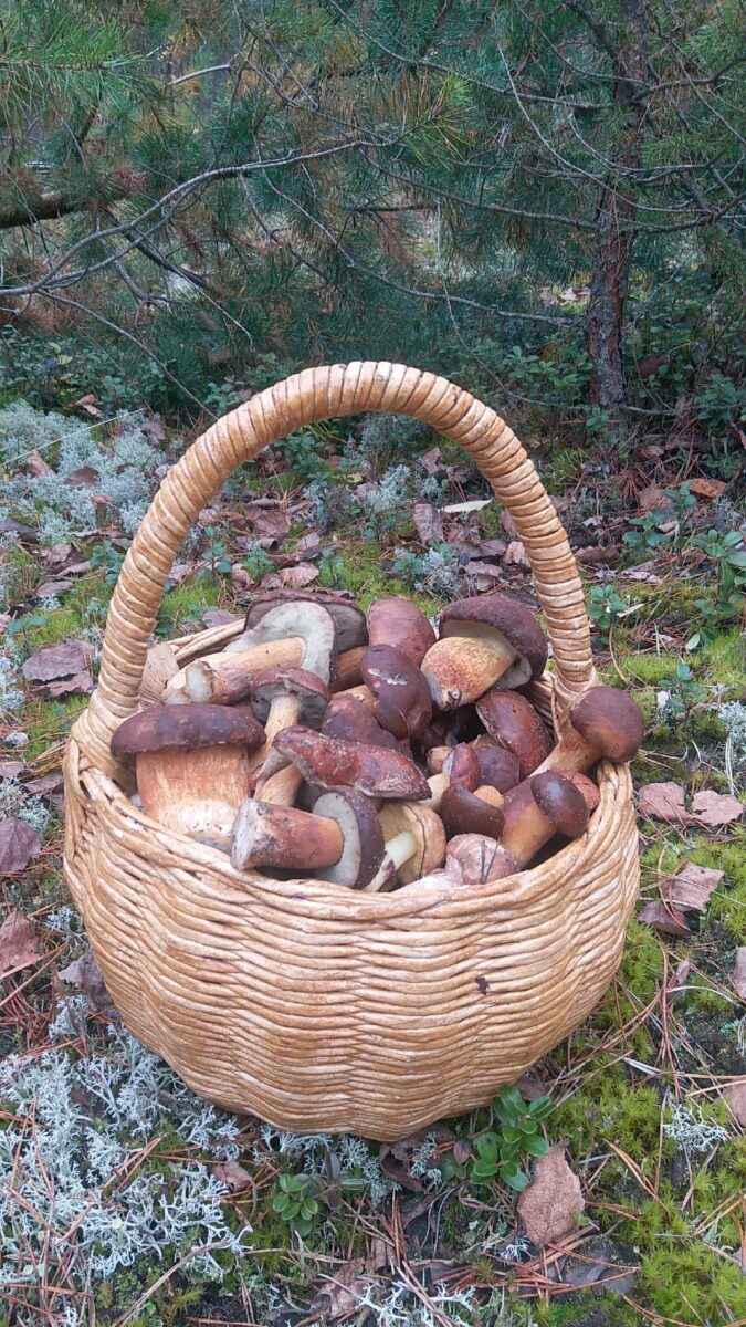 Белорусы показали, где в конце октября вывозят багажниками «самые вкусные грибочки»