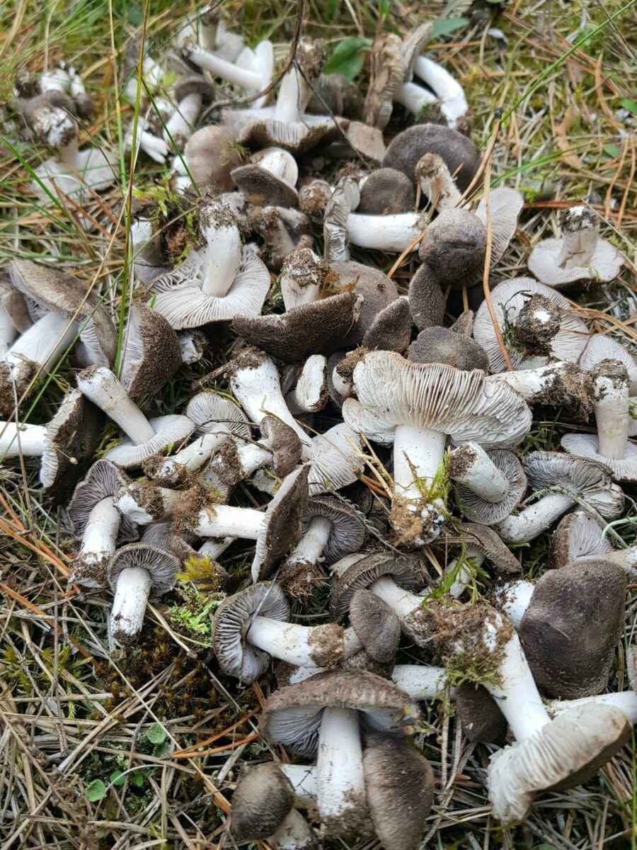 «В лесу мало, а тут попадаются» - Грибник показал, где белорусам набрать полные корзины белых в начале октября