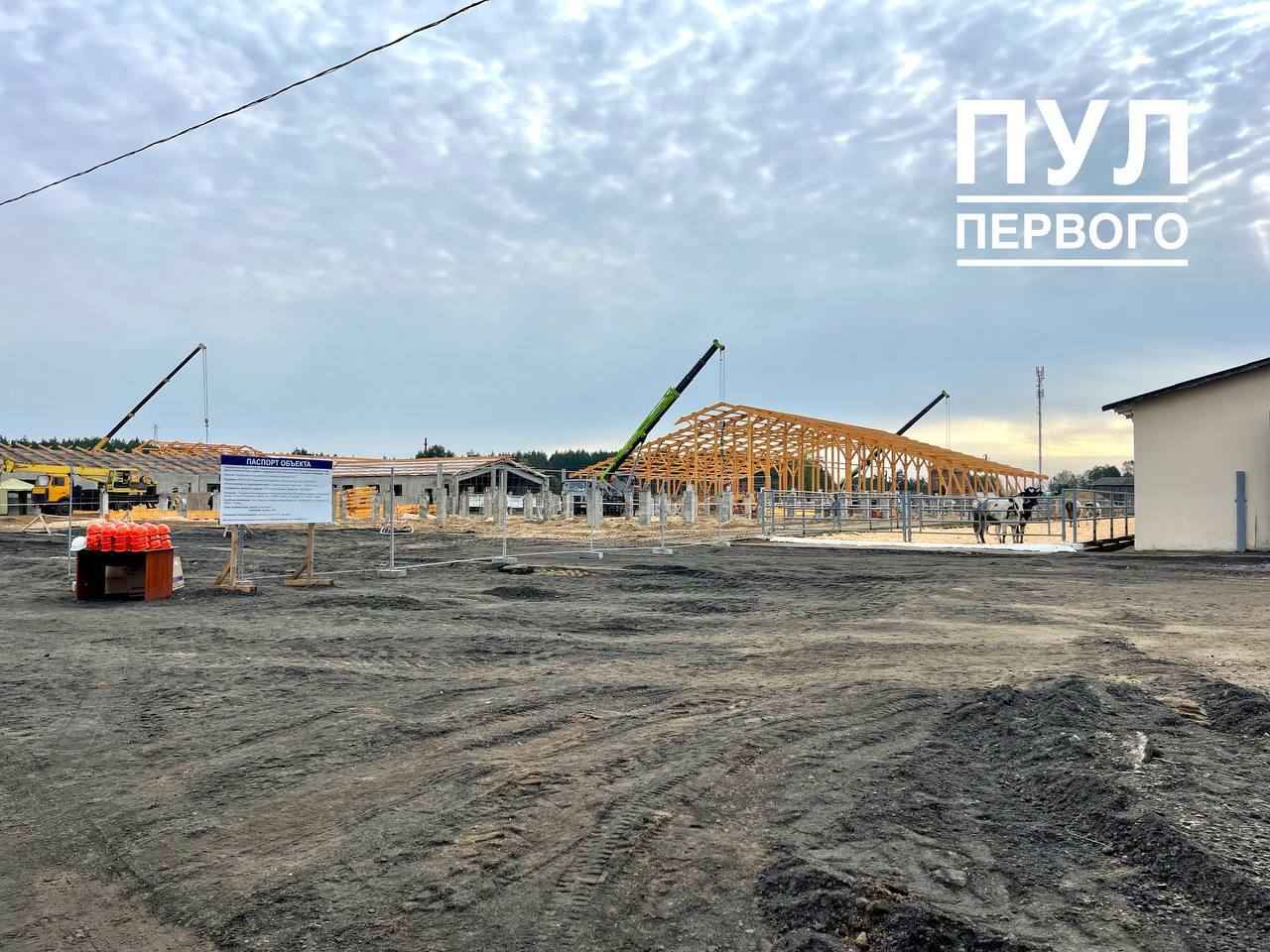 Лукашенко показали строительство и деревянного коровника - "По всей стране будем тиражировать"