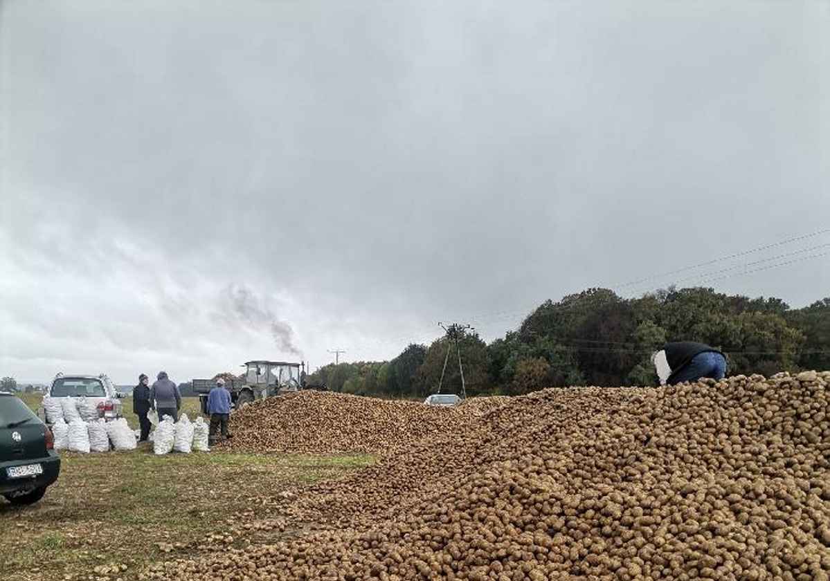В Польше фермеры выбрасывают сотни тонн картошки — «Берите сколько хотите». Что происходит?