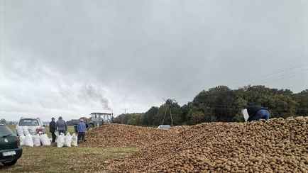 В Польше фермеры выбрасывают сотни тонн картошки — «Берите сколько хотите». Что происходит?