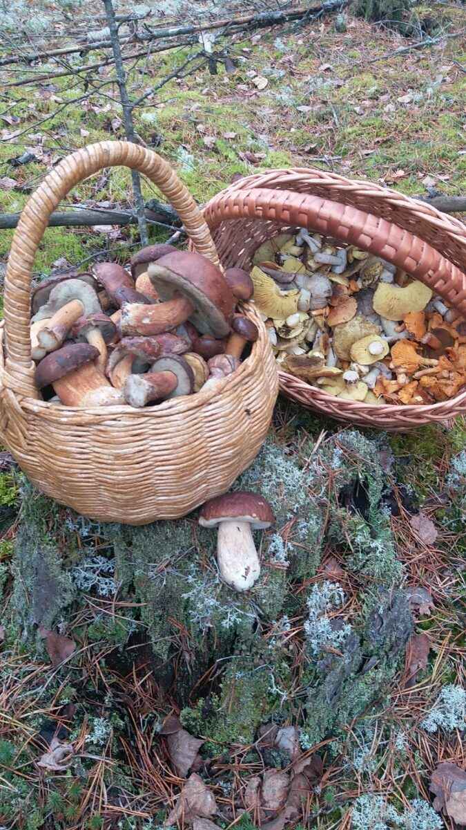 Белорусы показали, где в конце октября вывозят багажниками «самые вкусные грибочки»