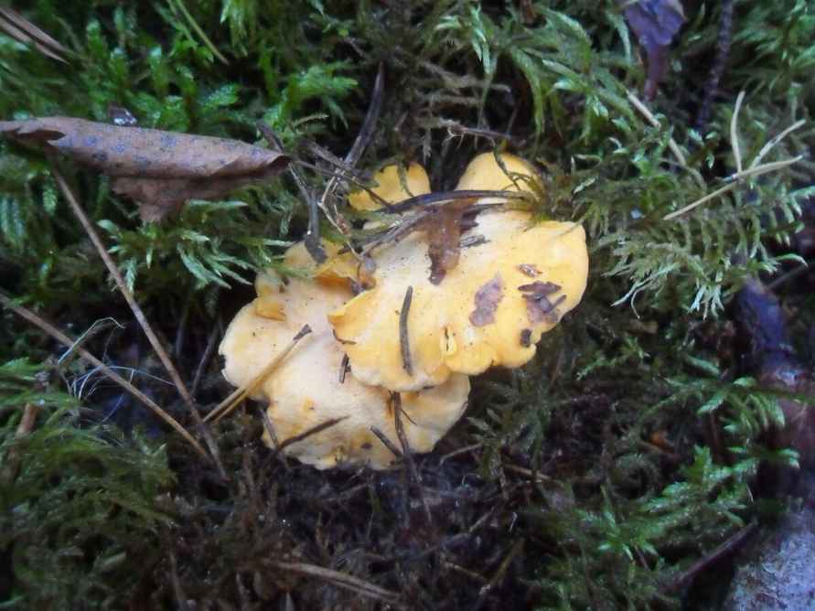 Белорусские грибники пожаловались на «абсолютно пустой» лес. А в каких областях объявили «подосиновиковый бум»?