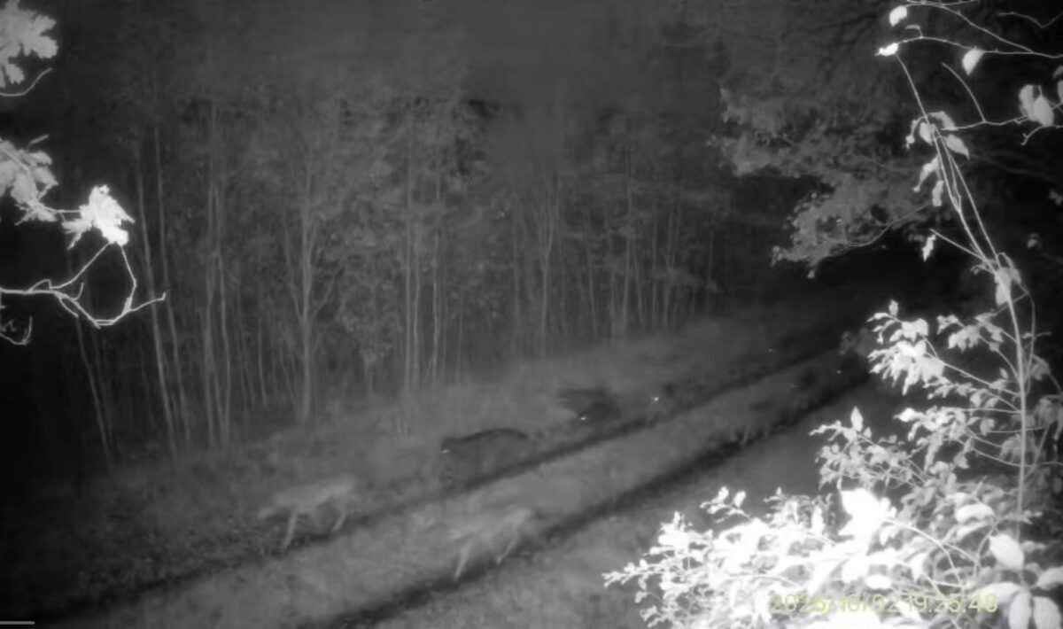 Стая белорусских волков, гуляющих по дороге, набрала 2 млн просмотров